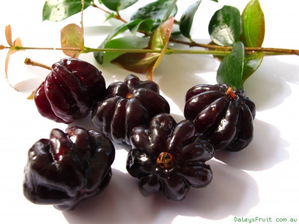 cherry đen trái cây tốt cho người viêm khớp